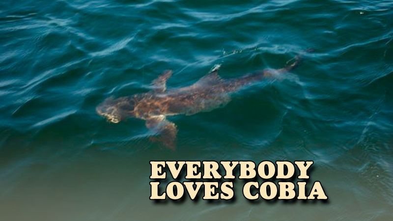 Cobia, also locally called lemonfish or ling, are a prized Gulf of Mexico fish. They are cool fish and their mild meat is prized in Louisiana.