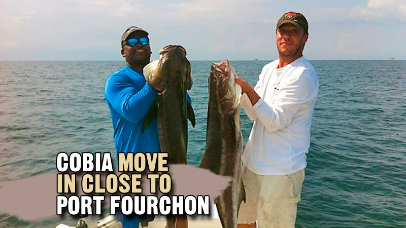 Anybody should be able to head out of Fourchon to the first set of rigs they see, pull up to them and start catching cobia.