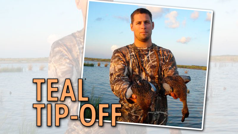 Understanding what makes a blue-winged teal tick can help you catch up to the acrobatic flyer during the early 16-day season.