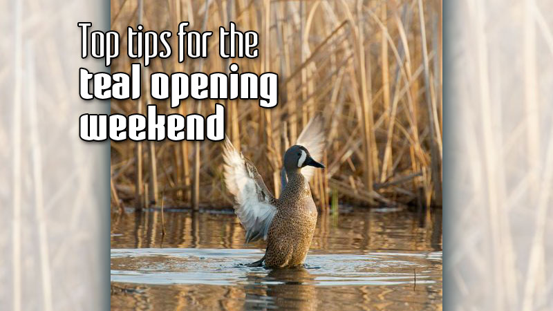 Kelly Neuville, general manager of Buckfins-N-Feathers in Broussard, offered this checklist to make sure you’re ready for the teal season.