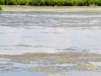 Large mats of dense grass prevent effective boat maneuvering and bait presentation.
