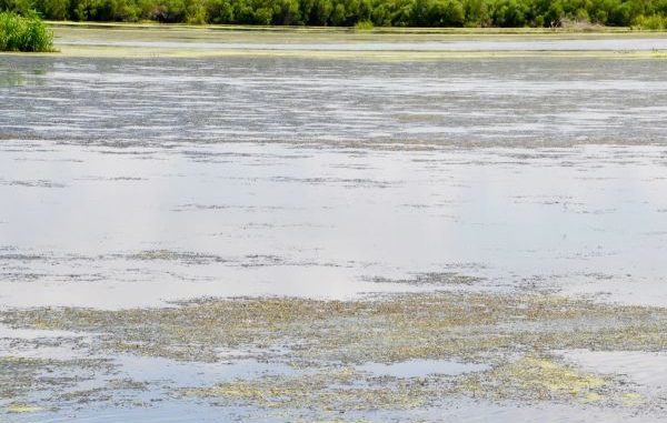 Large mats of dense grass prevent effective boat maneuvering and bait presentation.