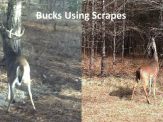 Scrape activity includes more than just deer pawing at the ground. They also use overhanging limbs to leave scents and serve as signposts of their social ranking.