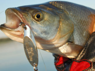 Adding a treble or feathered hook to a jigging spoon — or changing the size of the lure — can make all the difference when fishing winter bass.