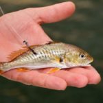 Croakers were hooked to the rear of their bodies rather than in the middle of their backs.