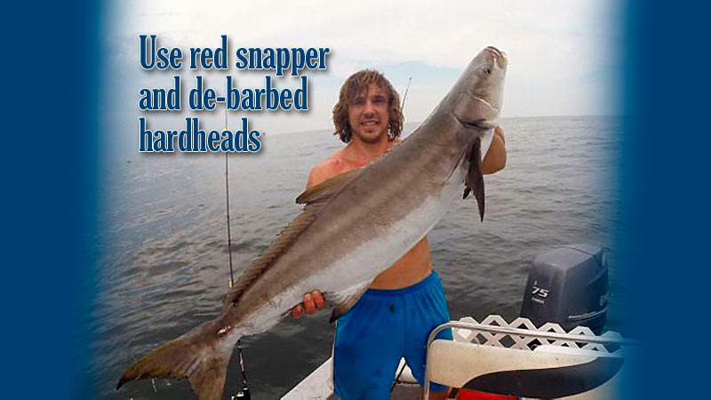 Cobia are one of Josh Chauvin's favorite fish to catch, and he uses an enticing bait that no cobia can resist: barb-less hardhead catfish.