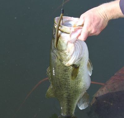 Take a finesse-oriented Senko, add a bullet weight to the nose to give bass a different look.
