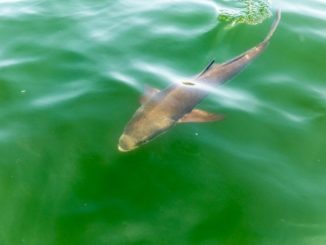 Lemonfish often let their curiosity get the best of them, rising to the surface to investigate the commotion surrounding mangrove fishing.