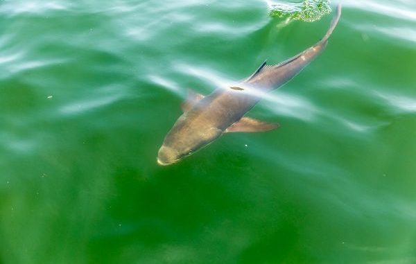 Lemonfish often let their curiosity get the best of them, rising to the surface to investigate the commotion surrounding mangrove fishing.
