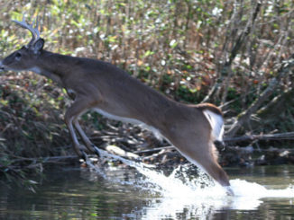 When you spook a deer on the way into your stand, it’s a lot easier to put a shotgun bead on a deer than aim a rifle.