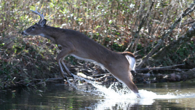 When you spook a deer on the way into your stand, it’s a lot easier to put a shotgun bead on a deer than aim a rifle.