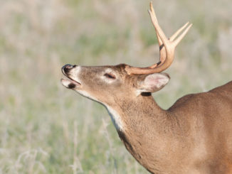 When a whitetail buck lifts his nose to test the wind, will he smell your last meal, what was on the seat of your truck, and the flowery detergent in which you washed your hunting clothes?