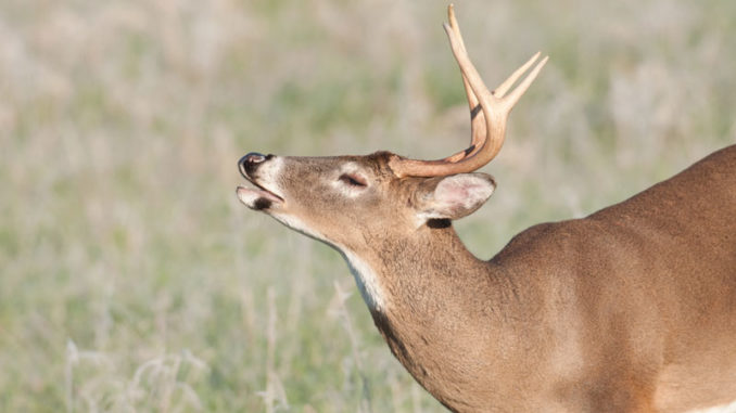 When a whitetail buck lifts his nose to test the wind, will he smell your last meal, what was on the seat of your truck, and the flowery detergent in which you washed your hunting clothes?