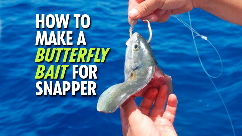 Butterfly baits are highly effective for targeting large bottom fish such as groupers and large red snappers. Here are the steps to cut your own.