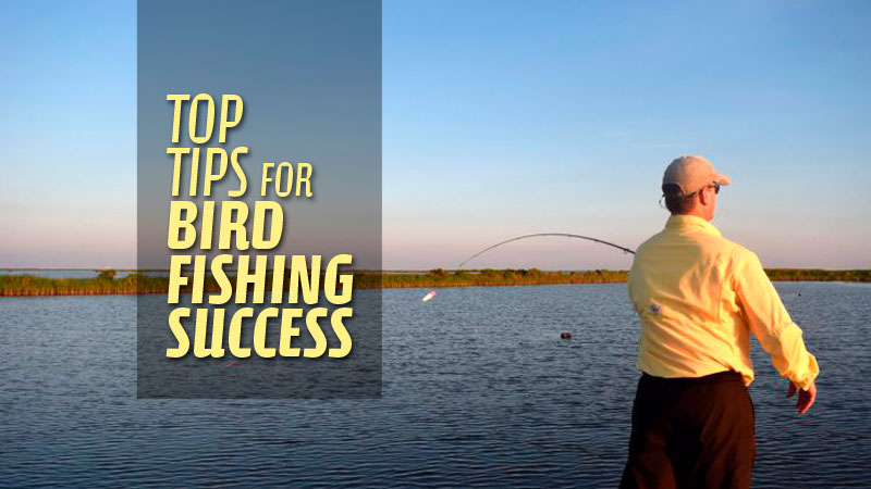 Larry Frey doesn’t particularly like bird-fishing, but he will occasionally chase after them in May, when the birds are diving in full-force.