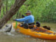 Fighting big catfish at the end of a short line, from a kayak, is an intense experience. Steve Savoye wrestles a big blue cat that was caught on a jugline that was tied off to a willow tree.