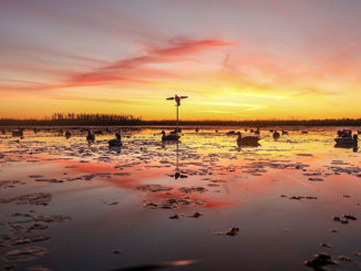 A big spread of mixed decoys is needed early in the season, but less so as dabbling ducks pair off later in the season.