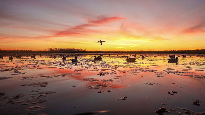 A big spread of mixed decoys is needed early in the season, but less so as dabbling ducks pair off later in the season.