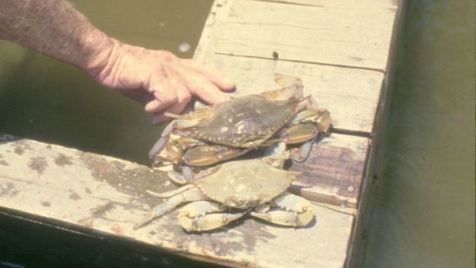 Blue crabs molt about 30 times during their live, with young crabs sometimes molting every week.