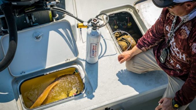 A tournament fish finally makes the livewell. A freshly landed redfish appreciates some oxygen after the fight of its life; but a dead red will keep an angler off the leaderboard.