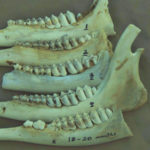 The stages of eruption of the third molar in yearling deer is clearly visible in this photo: Jawbone No. 5 shows the replacement of the temporary premolars with the new permanent molars.