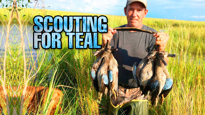 Teal hunters with the ability to move around a bit would do well to put in some scouting time for best odds on opening day.