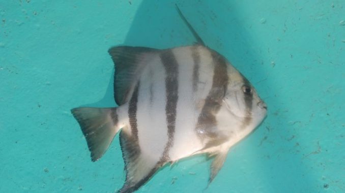 Spadefish