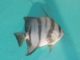 Spadefish