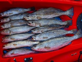 Great catches of specks