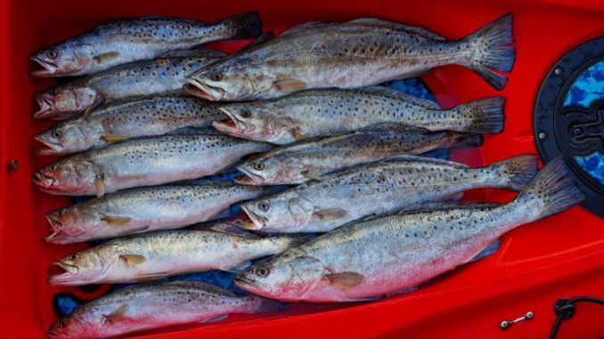 Great catches of specks