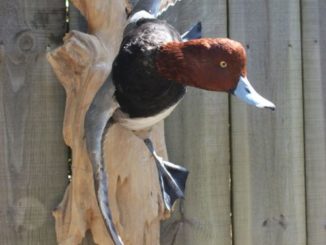 A redhead captured in flight by Kevin Hynes