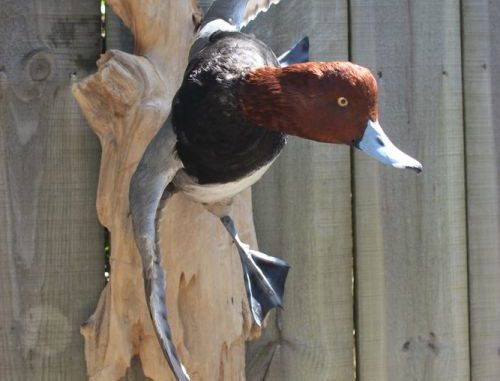 A redhead captured in flight by Kevin Hynes