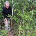 Besides scrapes, rubs are the other common calling card