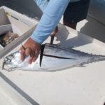 Tuna like bonito chunks