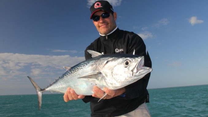 Bonito are a nuisance to tuna seekers