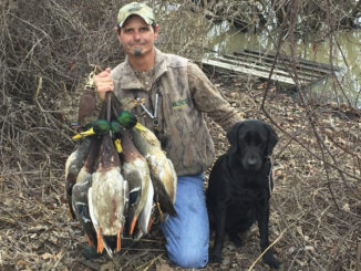 Roland Cortez holds up a stringer of mallards harvested late in the season. As winter progresses and Louisiana gets colder and rainier, more mallards make their way south.