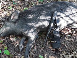 The Apex Predator uses a Midland Backpack single-shot 12-gauge to chase down hogs on Louisiana's public lands.