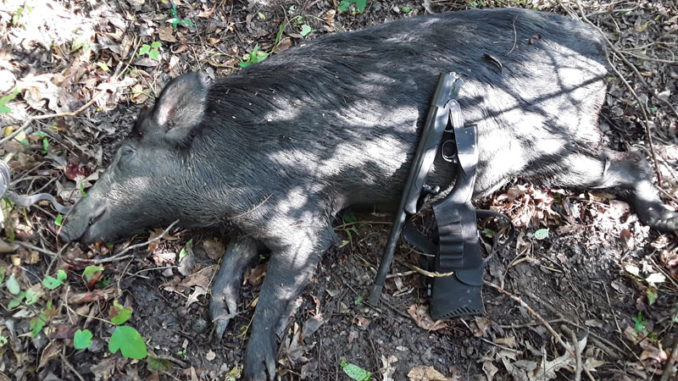 The Apex Predator uses a Midland Backpack single-shot 12-gauge to chase down hogs on Louisiana's public lands.