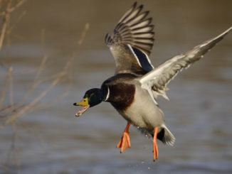 The partially completed November aerial waterfowl survey shows the lowest number of birds on record for Southwest Louisiana.