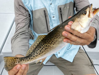 The speckled trout bite in Dularge might have slowed because of the cold weather, but Capt. Marty LaCoste said conditions should improve this weekend.