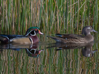 A U.S. magistrate in Alexandria handed out some tough sentences for two Louisiana hunters who pleaded guilty to shooting five wood ducks over an area baited with cracked corn.