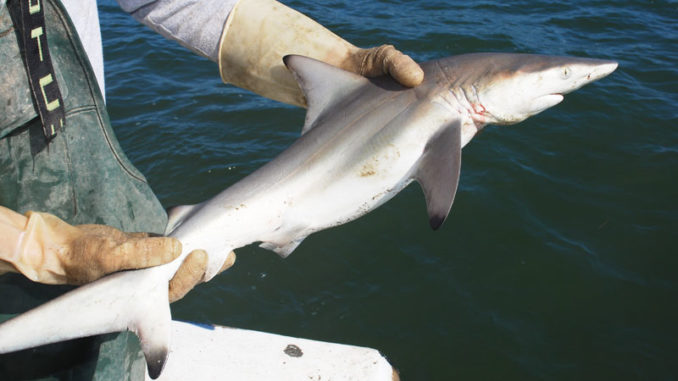 This blacktip shark is a female because she lacks claspers on her pelvic fins.