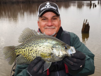 Winter-time crappies are fat and chunky in South Louisiana because they feed heavily in the fall and early winter.