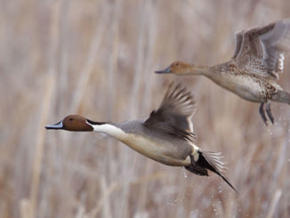 December's aerial survey estimates 1.94 million birds this month, about 32 percent lower than the state's long-term average of 2.84 million birds.