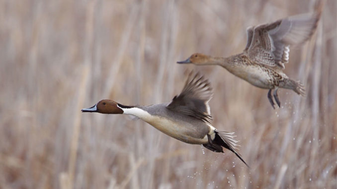 December's aerial survey estimates 1.94 million birds this month, about 32 percent lower than the state's long-term average of 2.84 million birds.