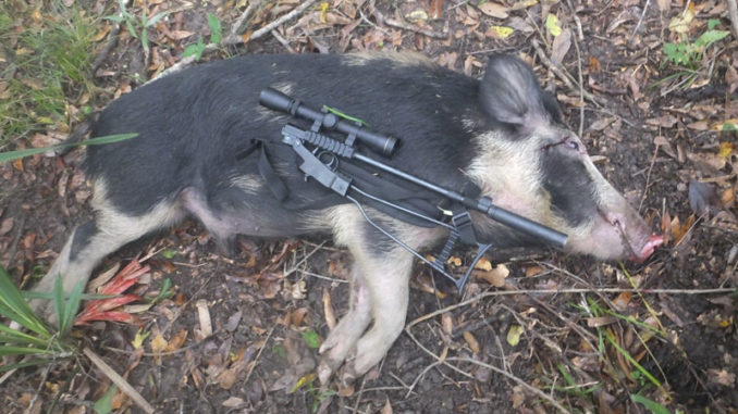 Josh Chauvin, the Apex Predator, downed this hog with his new micro .22 Mag, the Little Badger.