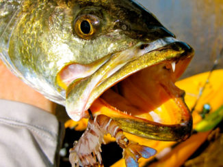 Vudu’s new Weedless Shrimp is as tough as the original, with nylon mesh woven into the tail for superior durability.