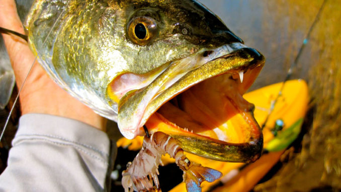 Vudu’s new Weedless Shrimp is as tough as the original, with nylon mesh woven into the tail for superior durability.