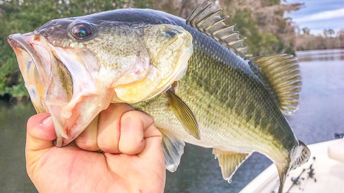 Jeff Bruhl likes to throw jerkbaits for January prespawners in the Tchefuncte River.