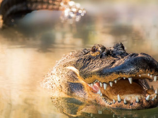 Two men pleaded guilty earlier this month to killing an alligator out of season, and then trying to hide the carcass from game wardens.